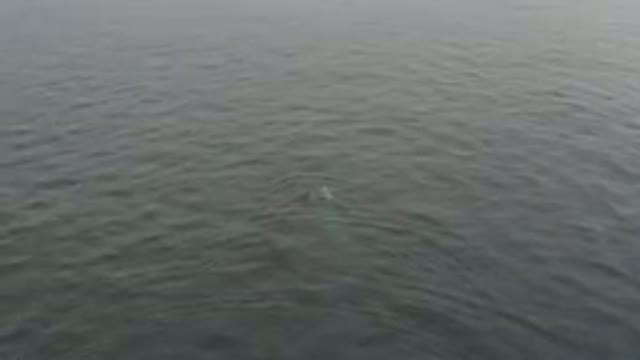 Aerial View Of Whale Swimming In Ocean