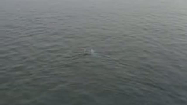 Aerial View Of Whale Swimming In Ocean