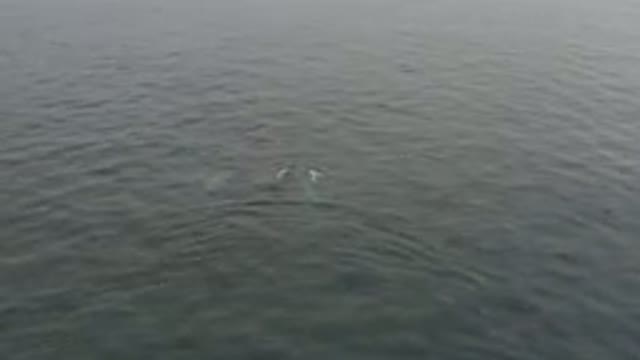 Whale Surfacing In Calm Ocean Water