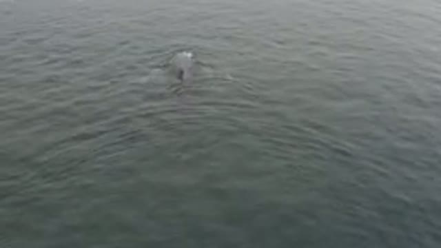 Aerial View Of Whale Breaching Surface
