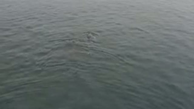Whale Surfacing And Diving In Ocean Water