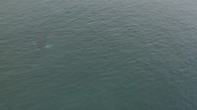 EAST CAPE BAJA CALIFORNIA SUR-2019: View Of Small Grey Whale Swimming Downstream