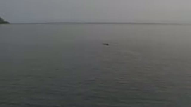 Aerial View Of Whale Swimming In Ocean