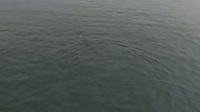 Aerial View Of Whale Breaching In Ocean