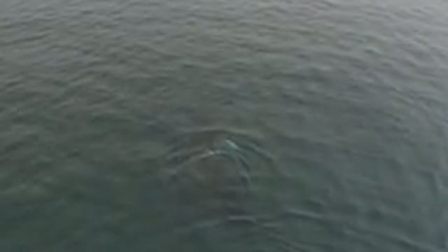 Aerial View Of Whale Diving In Ocean