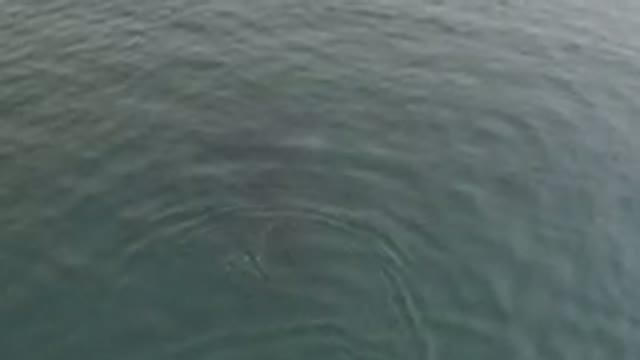Aerial View Of Large Whale Swimming Underwater