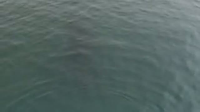 Aerial View Of Large Whale Swimming Underwater