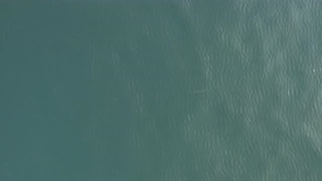 EAST CAPE BAJA CALIFORNIA SUR-2019: A Single Fish Swimming In The Deep Blue Sea