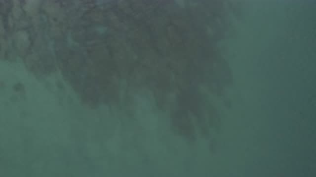 EAST CAPE BCS MEXICO-2019: Overview Of A Coral Reef In The Middle Of The Ocean