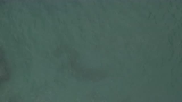 EAST CAPE BCS MEXICO-2019: Aerial View of River Fish Swimming Inside Water