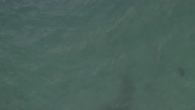 EAST CAPE BCS MEXICO-2019: Water Surface Current Animal Swimming Turning Black
