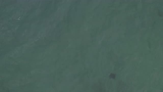 EAST CAPE BCS MEXICO-2019: Top-Down View Of A Creature Swimming Beneath The Waves