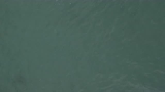 EAST CAPE BCS MEXICO-2019: Ocean Deepest Caught On Camera