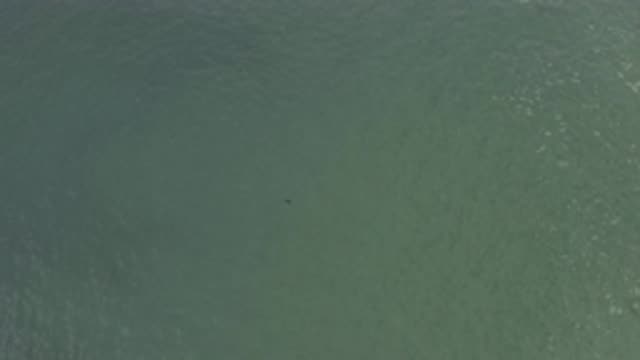 EAST CAPE BCS MEXICO-2019: Unidentifiable Animal In The Vast Water Blue Sea With
