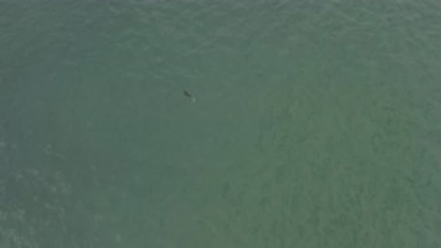EAST CAPE BCS MEXICO-2019: A Fish Swims Lazily In Water