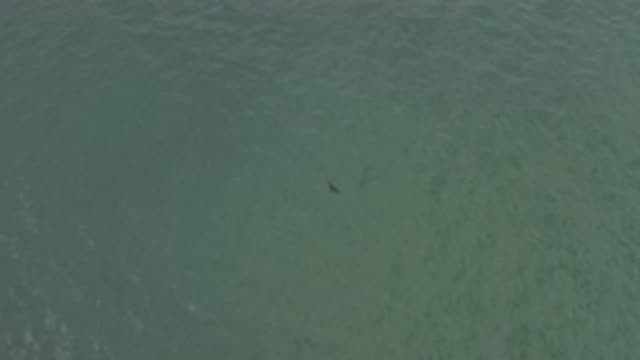 EAST CAPE BCS MEXICO-2019: Unidentified Object Swimming Through The Ocean