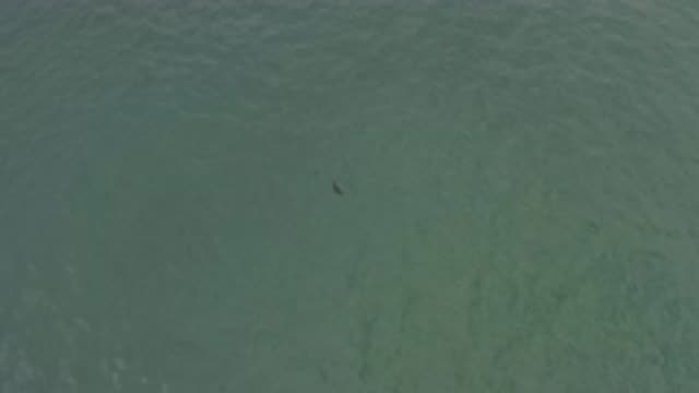 EAST CAPE BCS MEXICO-2019: A Shadow Flying On The Sea