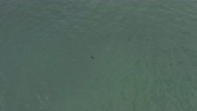EAST CAPE BCS MEXICO-2019: Fish Swimming Under Sea Water Near Beach Sand Making