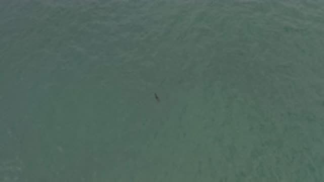 M01-20-0910-01-22-20-east-cape-bcs-mexico-DJI_0687_0008.mp4