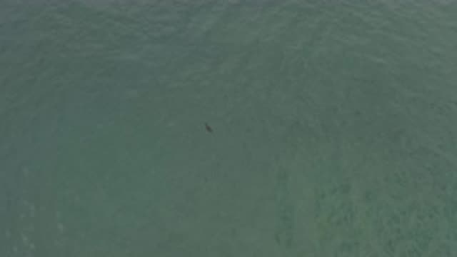 EAST CAPE BCS MEXICO-2019: Bird Flying Over The Sea