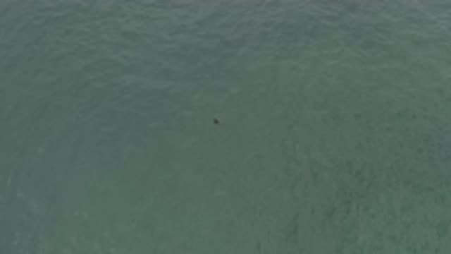 EAST CAPE BCS MEXICO-2019: A Pigeon In The Middle Of A Clear Sea