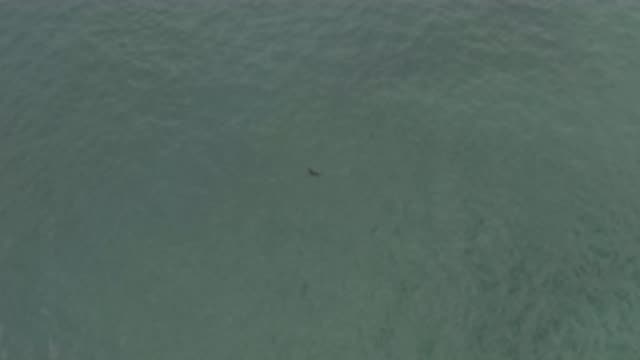 EAST CAPE BCS MEXICO-2019: Something Beautiful In The Water