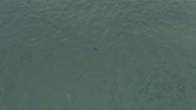 EAST CAPE BCS MEXICO-2019: Tiny Fish Seen On An Ocean