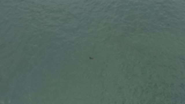 EAST CAPE BCS MEXICO-2019: A Bird Is Trying To Take Off On A Large Surface Or