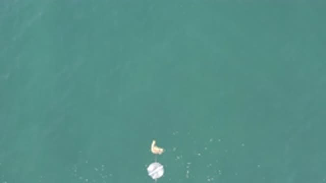 EAST CAPE BCS MEXICO-2019: Fluffy White Circular Object Pushing Another White