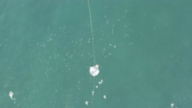 EAST CAPE BCS MEXICO-2019: Dandelion Flower Flying Attached To A Spider Web