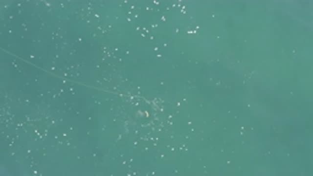EAST CAPE BCS MEXICO-2019: Big Fish Bites The Fishers Riddle And Stays Safe