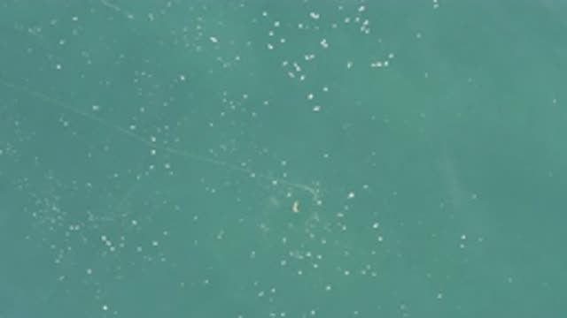EAST CAPE BCS MEXICO-2019: School Of Fish Swimming Together In The Ocean With