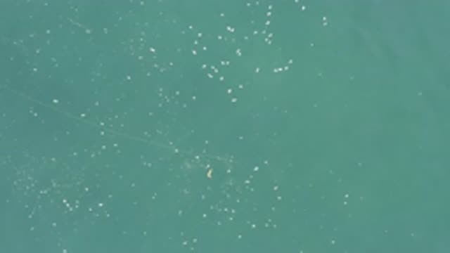 EAST CAPE BCS MEXICO-2019: Little Fishes On A Massive Ocean