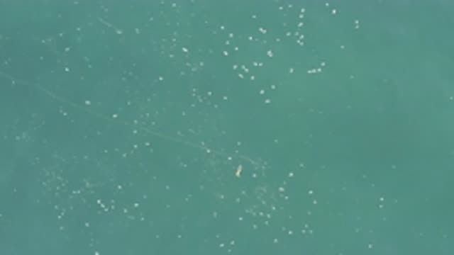 EAST CAPE BCS MEXICO-2019: Calming Green Blue Water Flowing By With Specks And Debris
