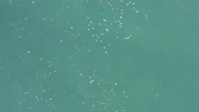 EAST CAPE BCS MEXICO-2019: The Flat Sea Surface Includes Many Tidy Rubbish Due