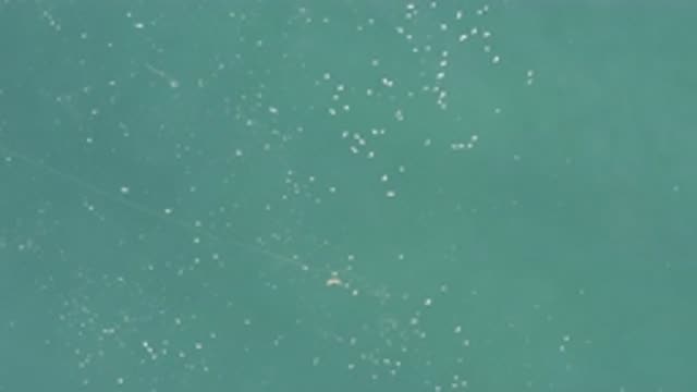 EAST CAPE BCS MEXICO-2019: Group Of Small Creatures Floating Adrift Amongst The