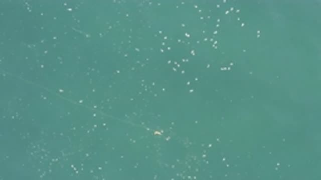 EAST CAPE BCS MEXICO-2019: Floating Debris In A Pond Over Calm Water In Sunlight