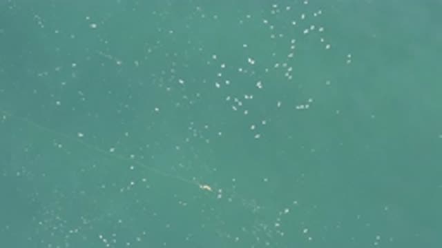 EAST CAPE BCS MEXICO-2019: View Of Small White Objects Floating In Blue Water On