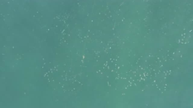 EAST CAPE BCS MEXICO-2019: View Of Small White Objects Floating In Blue-Green