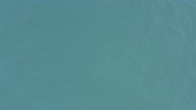 EAST CAPE BCS MEXICO-2019: A Recording Of A Clear Sea With A Fish Group Who Swims