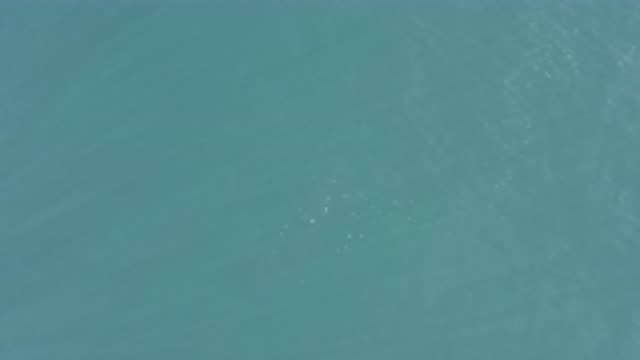 EAST CAPE BCS MEXICO-2019: Needlefishes Caught On Camera
