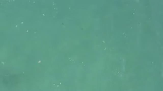 Aerial View Of Turquoise Water With Fish