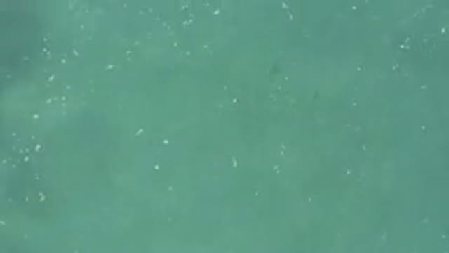 Aerial View Of Turquoise Sea With Fish School