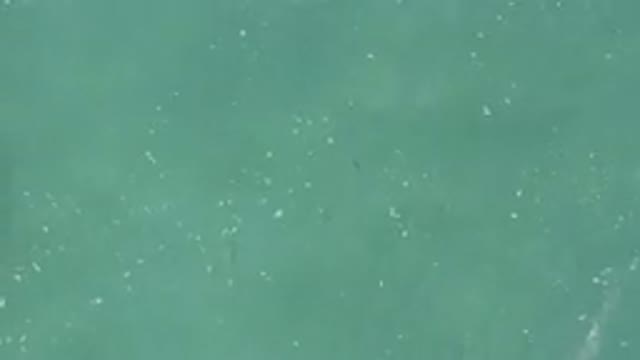 Aerial View Of Turquoise Water With Fish School