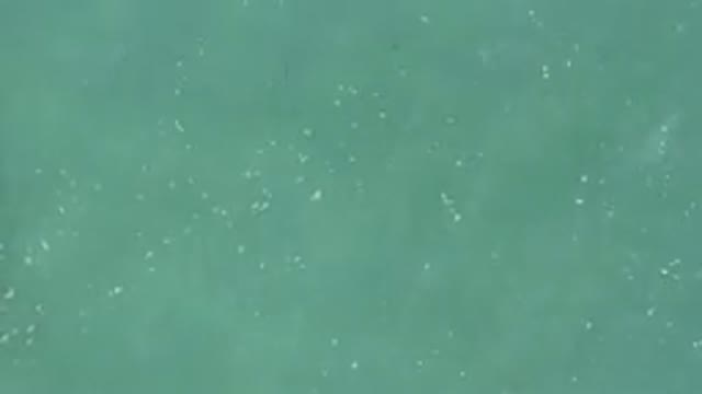 Aerial View Of Turquoise Water With Fish School