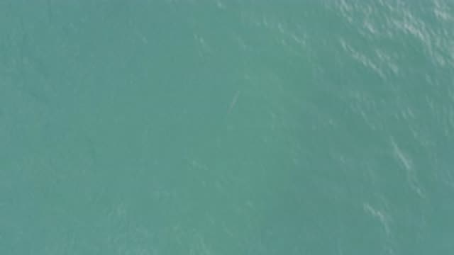 EAST CAPE BCS MEXICO-2019: Fish Are Swimming In A Blue Calm And Clear Water