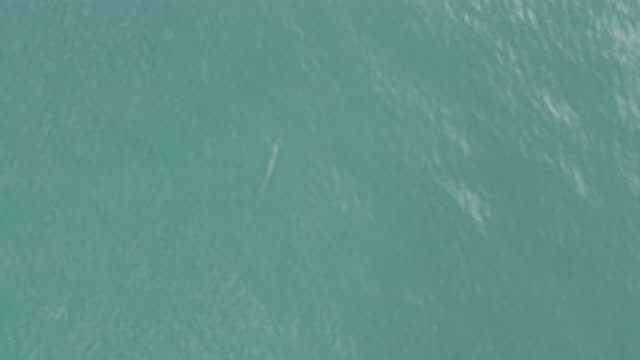 EAST CAPE BCS MEXICO-2019: Long Slim Object Submerged In Water With Waves