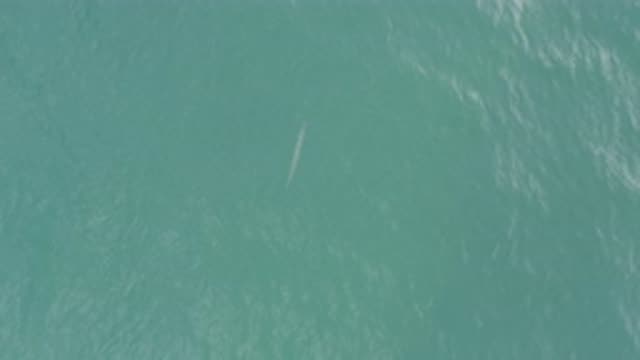 EAST CAPE BCS MEXICO-2019: Fish or Dolphin Swimming in Aquamarine Waters