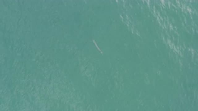 EAST CAPE BCS MEXICO-2019: Little Fish in Massive Deep Ocean