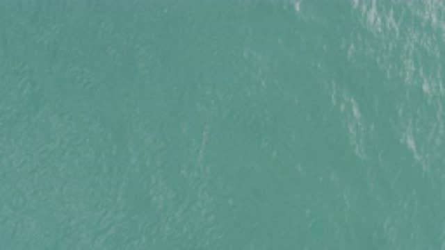 EAST CAPE BCS MEXICO-2019: A Tiny Fish Swimming On A Green Deep Ocean